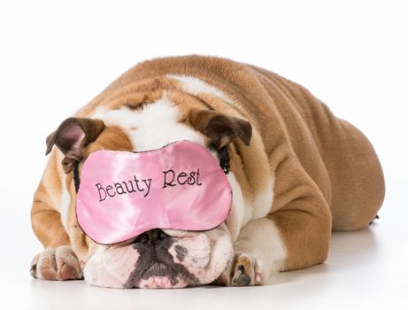 english bulldog wearing beauty rest sleeping mask
