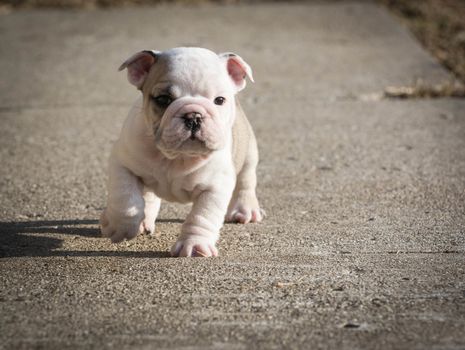 puppy running - english bulldog puppy outside