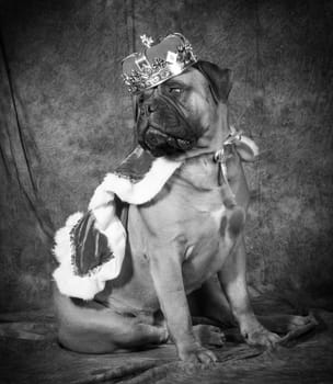 spoiled dog wearing king costume in black and white