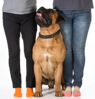 bullmastiff sitting beside his owners feet on white background