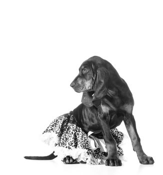 female puppy - black and tan coonhound wearing a leopard print tutu