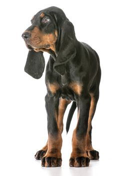 cute puppy - black and tan coonhound standing on white background