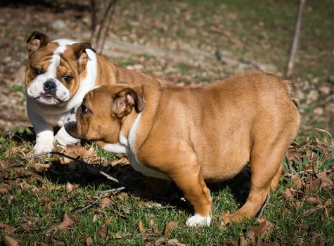 two english bulldog puppies playing outside in the grass