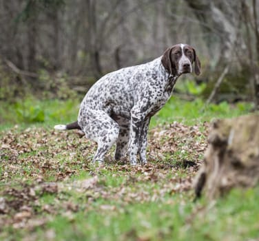 german shorthaired pointer having a poop in the woods