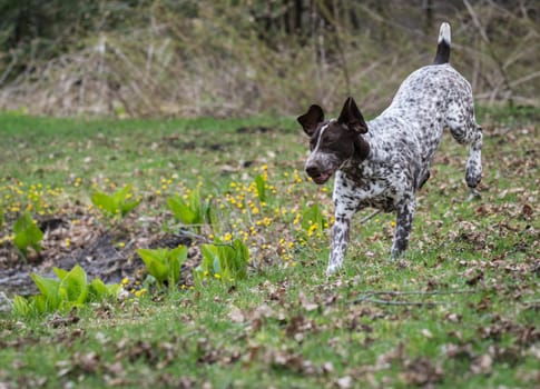 german shorthaired pointer running in the woods