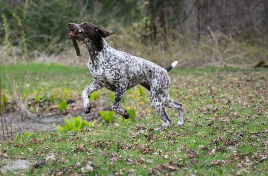 german shorthaired pointer running with a stick