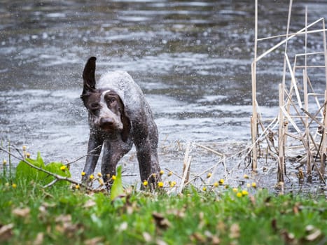 german shorthaired pointer shaking after a swim in a pond