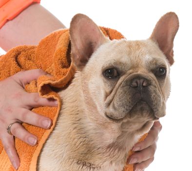 dog bath - french bulldog being dried off on white background