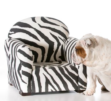 concept of dog being allowed on furniture - english bulldog