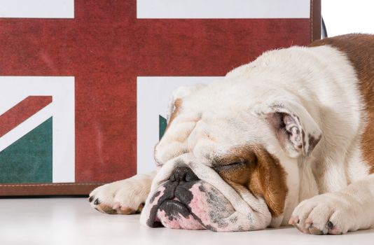english bulldog sleeping in front on british flag