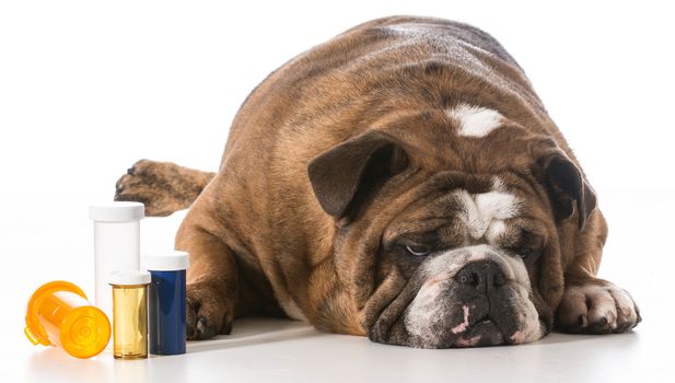 dog laying beside several pill bottles on white background - english bulldog