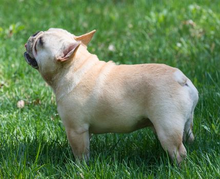 french bulldog puppy standing in the grass