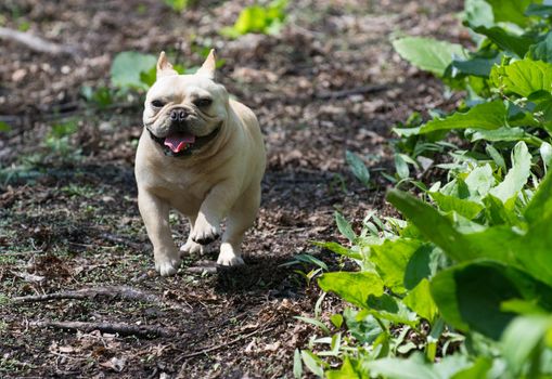 french bulldog running in the woods