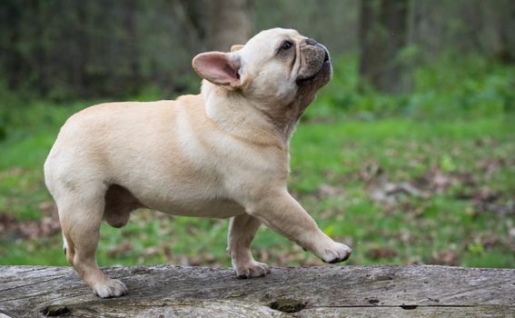 french bulldog walking on a log outside in the woods