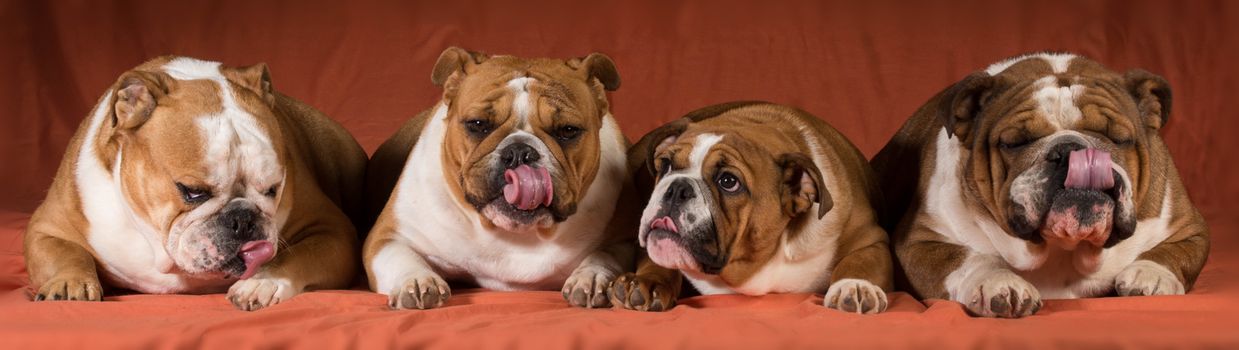 four english bulldogs all licking on orange background