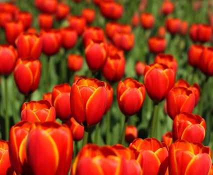 Red tulips blossoming in spring garden, seasonal background