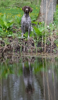 german shorthaired pointer sitting at the waters edge
