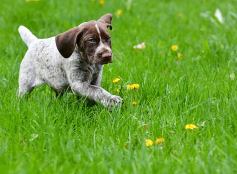 puppy running in the dandelions - german shorthaired pointer puppy