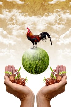 Plant and chicken in the hand, Good organic farm concept