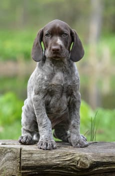 german shorthaired pointer puppy sitting on a log