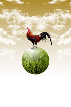 Chicken on the planet float in the air