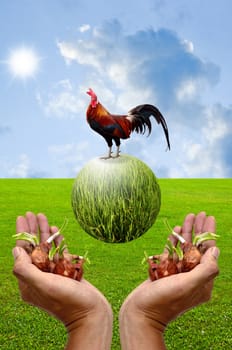 Plant and chicken in the hand, Good organic farm concept