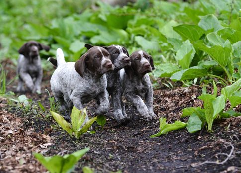 german shorthaired pointer litter running in the forest - 8 weeks old