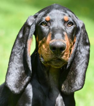 black and tan coonhound portrait outdoors