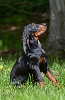 black and tan coonhound puppy sitting in the grass