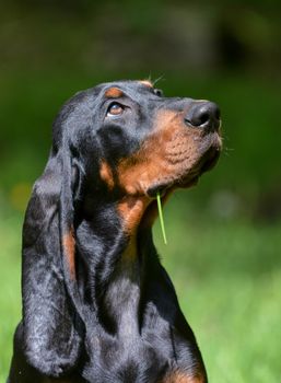 black and tan coonhound portrait outside in grass