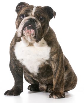 english bulldog puppy sitting isolated on white background