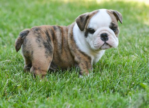 cute english bulldog puppy in the grass