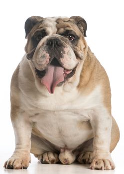 english bulldog sitting looking at viewer on white background