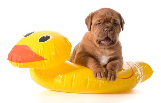 dog water safety - dogue de bordeaux in floatation device