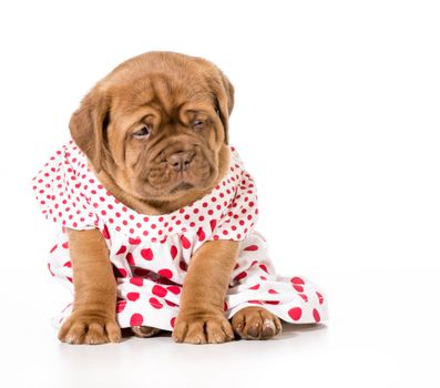female puppy - dogue de bordeaux wearing a dress - 4 weeks old