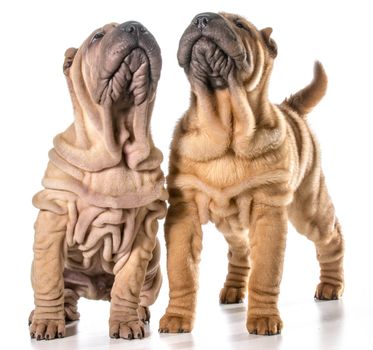 two chinese shar-pei puppies isolated on white background - 4 months old