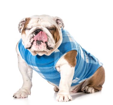 english bulldog wearing blue coat