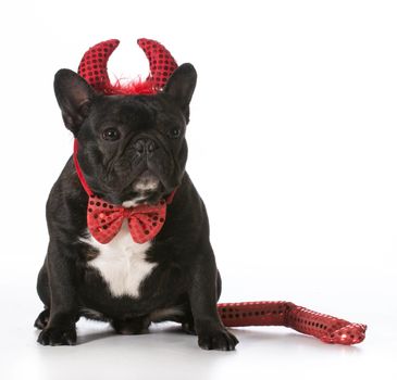 french bulldog wearing devil costume