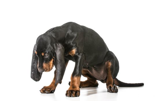 naughty puppy - black and tan coonhound with head dropped as though ashamed