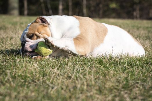 english bulldog playing with tennis ball outside in the grass