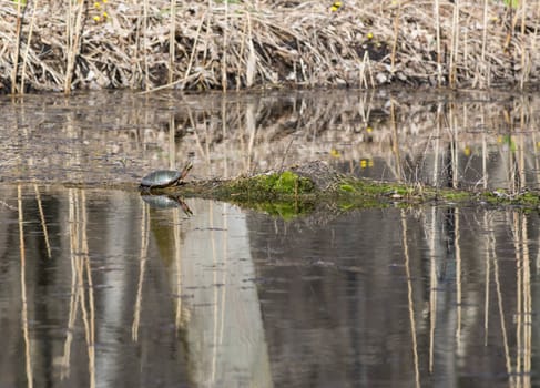 turtle sunning on a log in a marsh