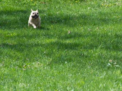 french bulldog running in the grass