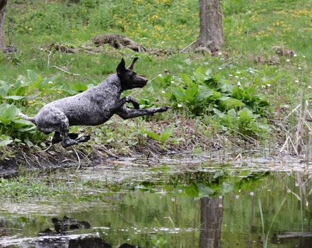 german shorthaired pointer jumping into the river