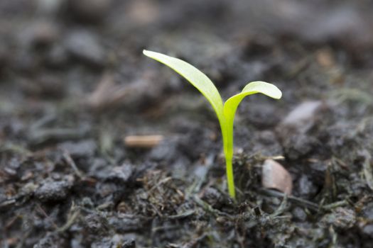 Single sprouting herb in soil.