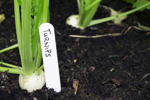 Quick growing miniature turnips in the garden with a lable and copy space.