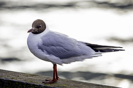 Black-headed Gull by the water