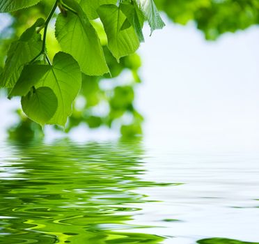 nature background - lime and water relflexion