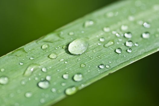 nature zen with drop water