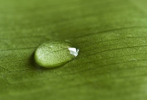 nature zen with drop water