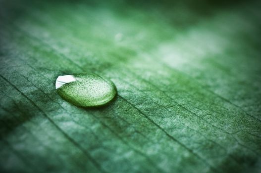 nature zen with drop water